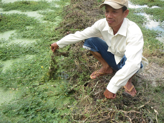 Trồng[-]rau[-]nhút[-]kiếm[-]300[-]triệu[-]đồng/năm